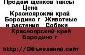 Продам щенков таксы › Цена ­ 1 000 - Красноярский край, Бородино г. Животные и растения » Собаки   . Красноярский край,Бородино г.